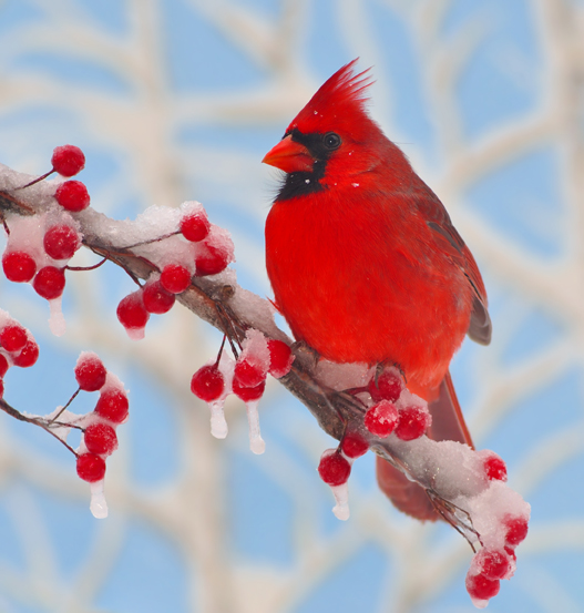 red cardinal sitting on a snowy branch