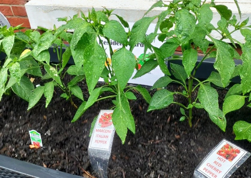 pepper plants in the homeland garden tended by carl barna