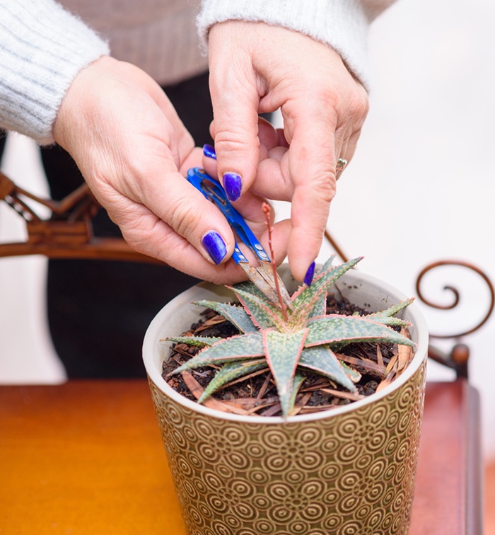 volunteer bringing the outdoors in